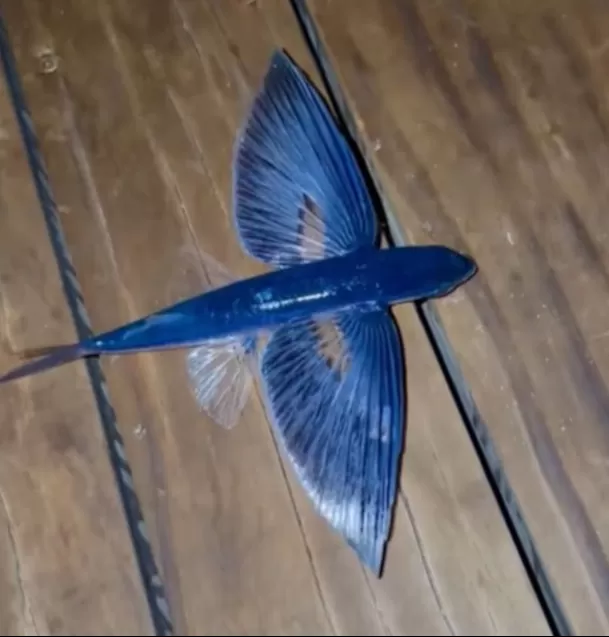 El pez volador fue rescatado y lanzado al mar sin imaginar su desenlace / Captura