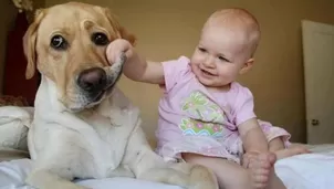 Animales tiernos han conquistado las redes sociales / Imagen: referencial