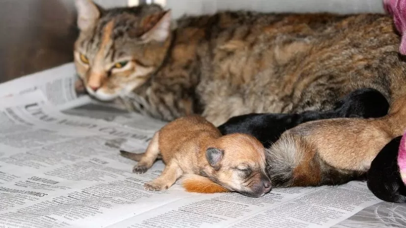 EE.UU.: gata salvó la vida de cuatro cachorros de chihuahua adoptándolos
