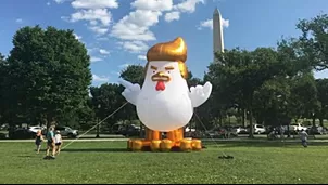 Globo de una gallina con cara de Trump. Video: Alfred rich