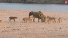 Un elefante bebé logró sobrevivir al ataque de una manada de leonas