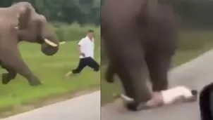 Elefante hizo vivir momentos de terror a turista durante safari. Foto: X