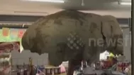 Elefante es sorprendido 'robando' en tienda de Tailandia
