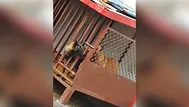 Este perro fue enjaulado, pero los dueños no contaban con su astucia