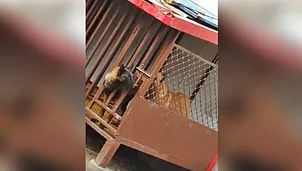 Perro listo escapa de jaula. Video: Facebook 'Cleiton Fernandes'