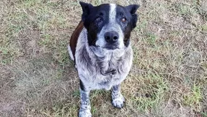 Perro salvó a niña perdida en Australia. Foto: Twitter @QldPolice