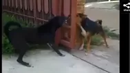 Este video demuestra que "perro que ladra no muerde"