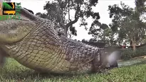 La boca de un pesado cocodrilo por dentro. Video: Australian Reptile Park via Storyful