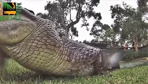 La boca de un pesado cocodrilo por dentro. Video: Australian Reptile Park via Storyful