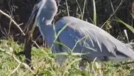 Facebook: Captan el momento en el que una garza devora a un lagarto bebé