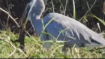 Facebook: Captan el momento en el que una garza devora a un lagarto bebé. Foto: Captura 