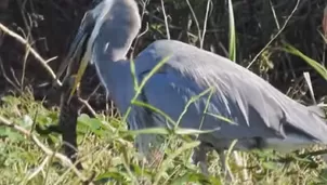 Facebook: Captan el momento en el que una garza devora a un lagarto bebé. Foto: Captura 