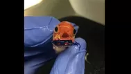 Creativo veterinario logró ponerle brackets a este pez payaso
