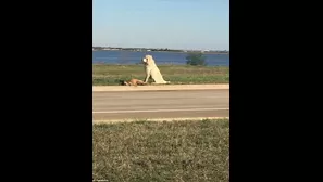 Perro se para inm&oacute;vil al lado de su amigo fallecido. (V&iacute;a: Daily Mail)