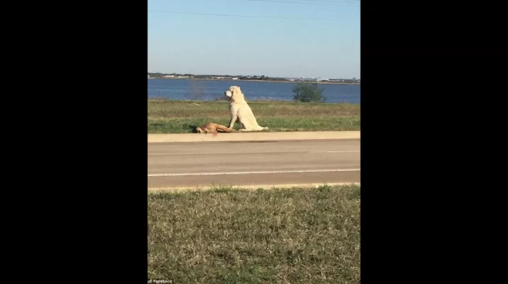 Perro se para inmóvil al lado de su amigo fallecido. (Vía: Daily Mail) Perro se para inmóvil al lado de su amigo fallecido. (Vía: Daily Mail)