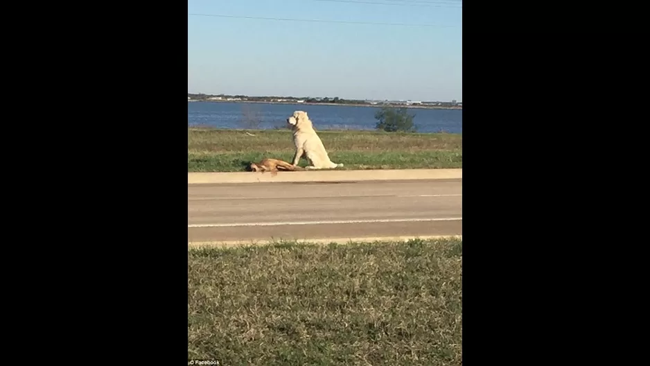 Perro se para inm&oacute;vil al lado de su amigo fallecido. (V&iacute;a: Daily Mail)