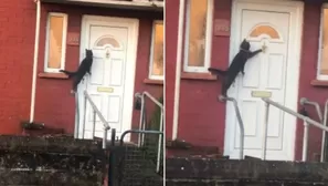 Facebook viral: gato toca la puerta de una casa y causa furor en las redes. Foto: captura