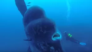 Pez óseo más grande del mundo en impresionante video. Foto: Captura YouTube