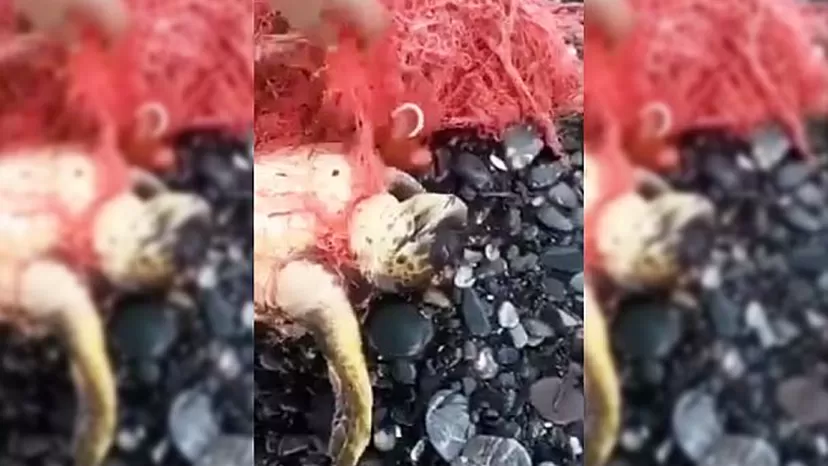 Facebook: tortuga termina en redes de plástico y hombre la salva de muerte segura