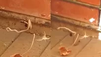 Araña lucha contra serpiente y el resultado del enfrentamiento impacta a miles. Video: Snake Catchers Adelaide