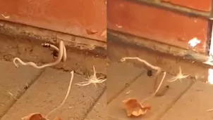 Araña lucha contra serpiente y el resultado del enfrentamiento impacta a miles. Video: Snake Catchers Adelaide