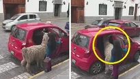 Facebook: llama sube a un taxi junto a su due&ntilde;a y se convierte en viral. (Foto: Captura/Video: Martin Coda Bindels)