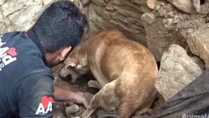 Facebook: perro cava entre escombros de derrumbe para salvar a sus cachorros. Foto: captura/Video: Animal Aid Unlimited, India