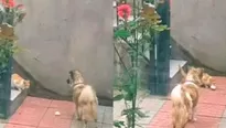 Gesto del perro se volvió viral. Foto: Captura