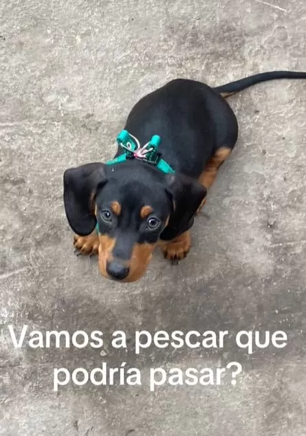 El perrito acompañó a su dueña a pescar y vivió una pesadilla / Captura