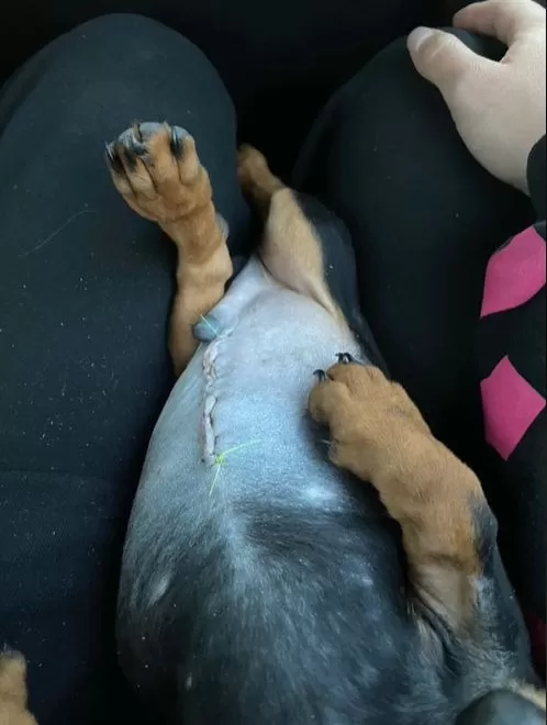 El can tuvo que ser operado luego de comer el anzuelo / Captura