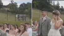 Vaca se hizo viral tras interrumpir boda. Foto y video: Plataforma X