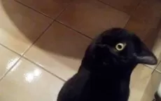 ¿Gato o cuervo? La peculiar ilusión óptica que confunde a usuarios en Twitter - Noticias de ilusion-optica