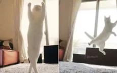 Gato imita a una bailarina de ballet con estos movimientos - Noticias de ballet