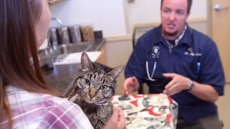 Gato se reunió con su familia tras permanecer atrapado en un colchón durante dos meses