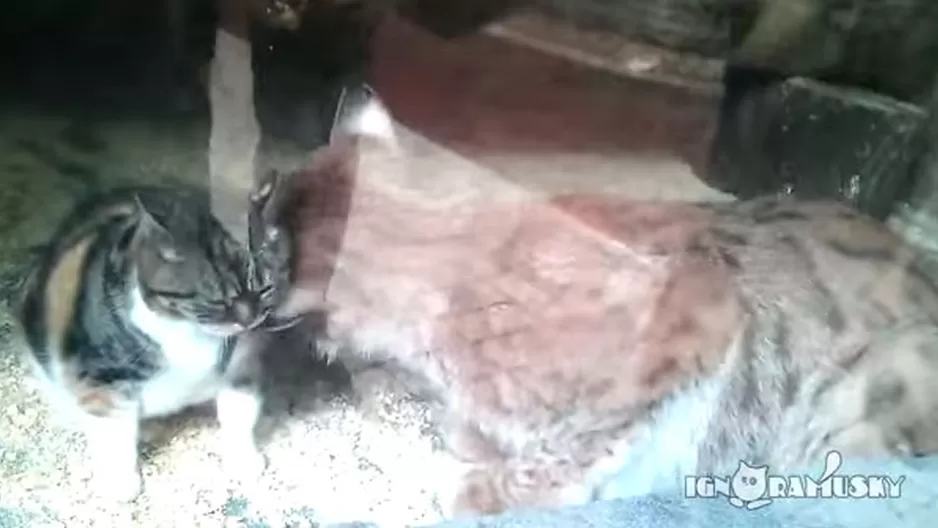 Un gato y un lince son adorables amigos