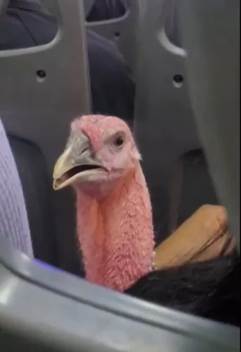 Solo en Perú. Captan a pavo viajando en transporte público. Foto: TikTok