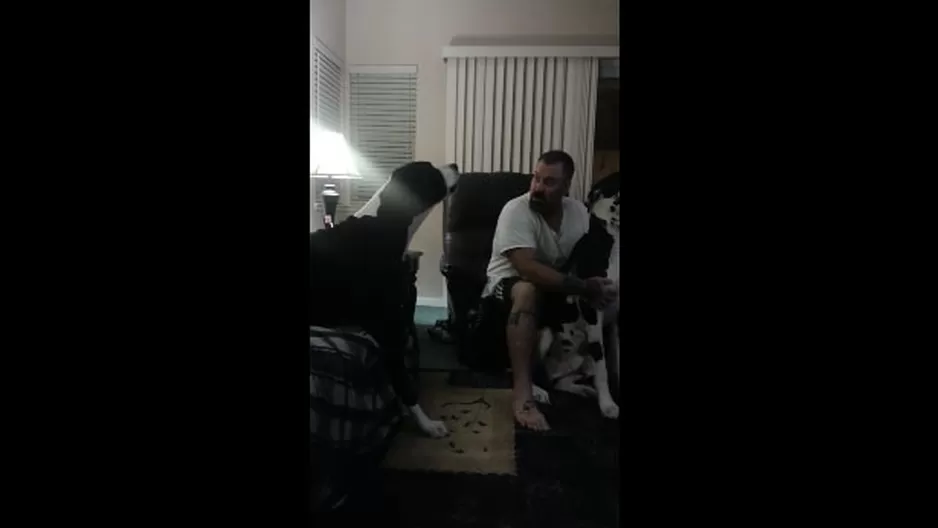 Un gran danés engreído hace un berrinche cuando ve que su amo está acariciando a otro perro Un gran danés engreído hace un berrinche cuando ve que su amo está acariciando a otro perro