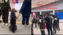 Perro participa de un simulacro de sismo. Video: TikTok (@dennisdanielmarti)