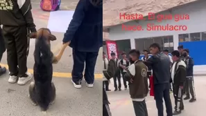 Perro participa de un simulacro de sismo. Video: TikTok (@dennisdanielmarti)