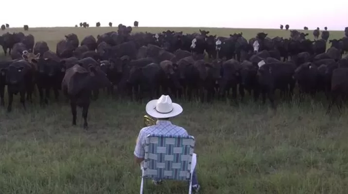 Granjero tiene una peculiar forma de llamar a sus vacas Granjero tiene una peculiar forma de llamar a sus vacas