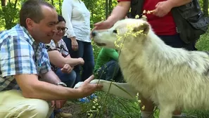 Una convivencia con lobos para despertar el lado animal. Video: AFP