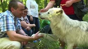 Una convivencia con lobos para despertar el lado animal. Video: AFP