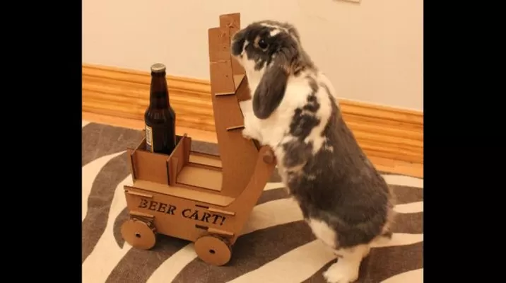 Hombre construye un carrito de cartón para que su conejo pueda repartir cervezas Hombre construye un carrito de cartón para que su conejo pueda repartir cervezas