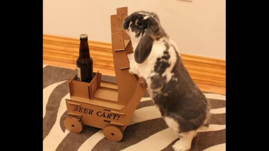 Hombre construye un carrito de cartón para que su conejo pueda repartir cervezas