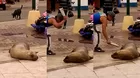 Hombre golpea a un pequeño lobo marino varado en Pucusana