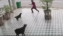 Hombre se defiende del ataque de dos perros haciendo movimientos de Karate Kid. Foto: Captura