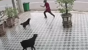 Hombre se defiende del ataque de dos perros haciendo movimientos de Karate Kid. Foto: Captura