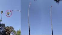 Hombre sube por una gigantesca palmera para cortarle la copa y casi es catapultado. Foto: Captura 