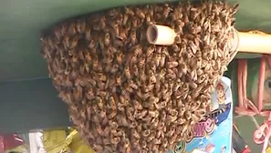 Las abejas tuvieron que ser sacadas con mucho cuidado por un apicultor.