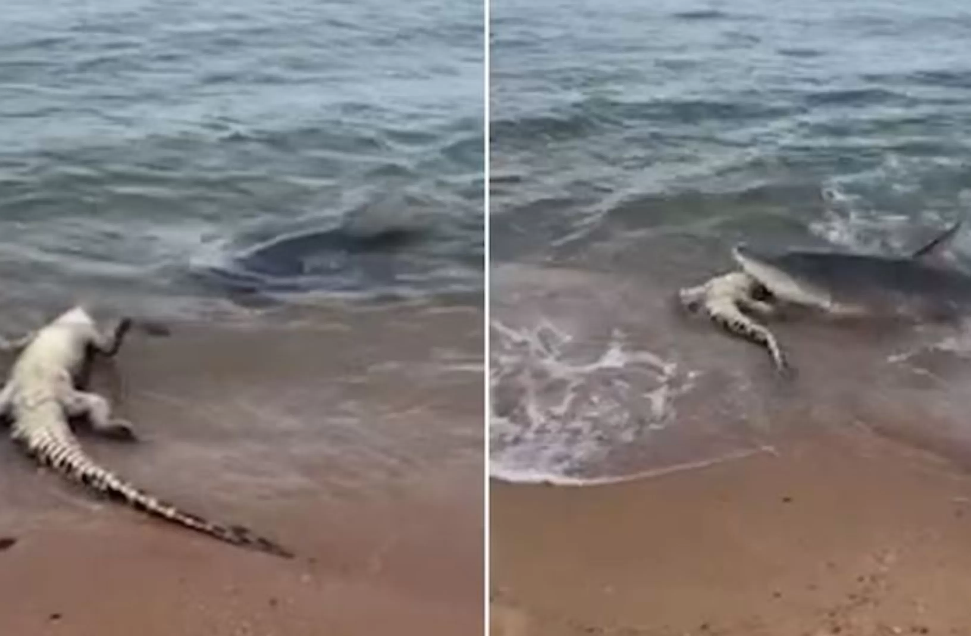 El impresionante encuentro entre el tiburón y un cocodrilo se registró en Australia / Captura El impresionante encuentro entre el tiburón y un cocodrilo se registró en Australia / Captura